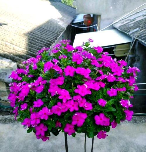 秋天有哪些植物会开花？它们的花期是多久？