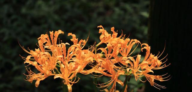 秋天有哪些植物会开花？它们的花期是多久？