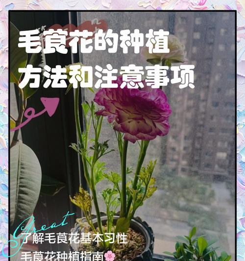 花卉运输的最佳方法和注意事项是什么？