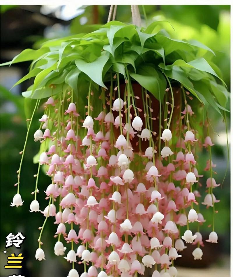 铃兰的品种有哪些？铃兰的种植和养护方法是什么？