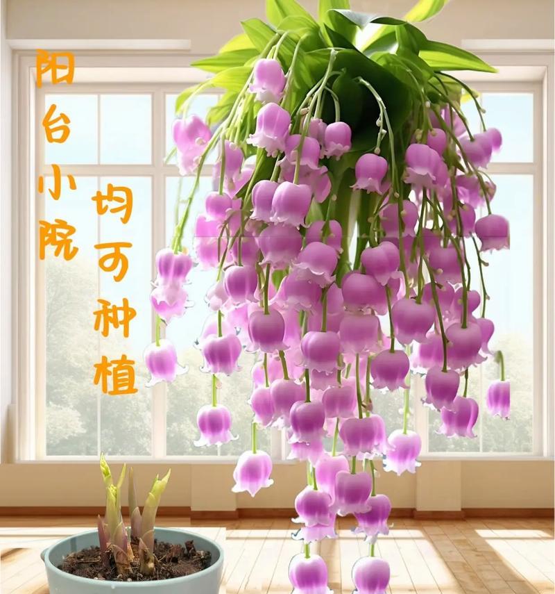 铃兰的品种有哪些？铃兰的种植和养护方法是什么？