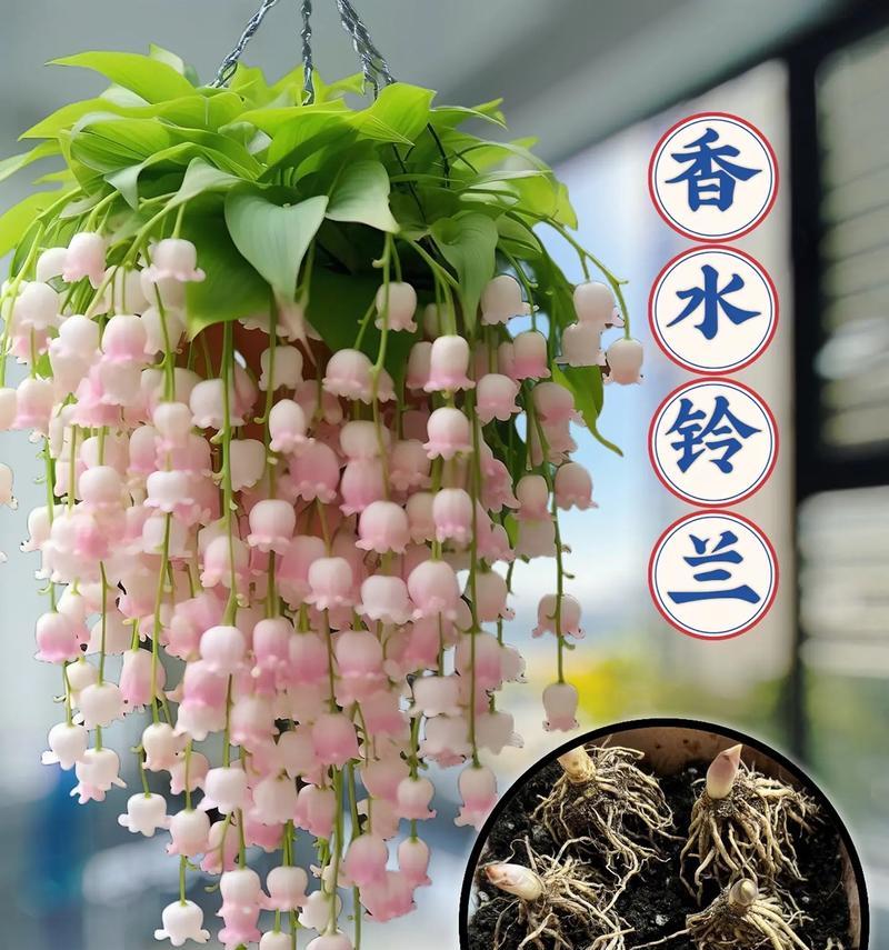 铃兰的品种有哪些？铃兰的种植和养护方法是什么？