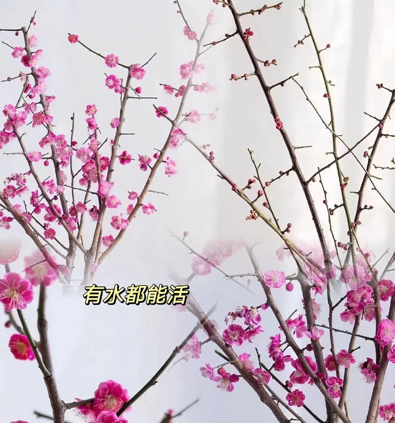 水养鲜花的正确方法和维护技巧是什么？