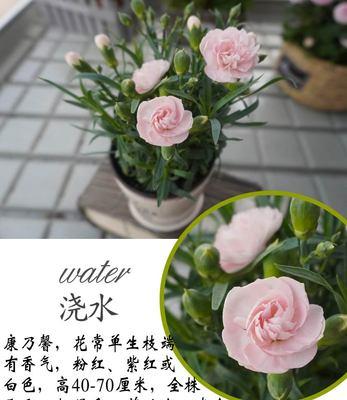花和绿植如何搭配？什么绿植适合室内摆放？