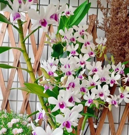 花和绿植如何搭配？什么绿植适合室内摆放？