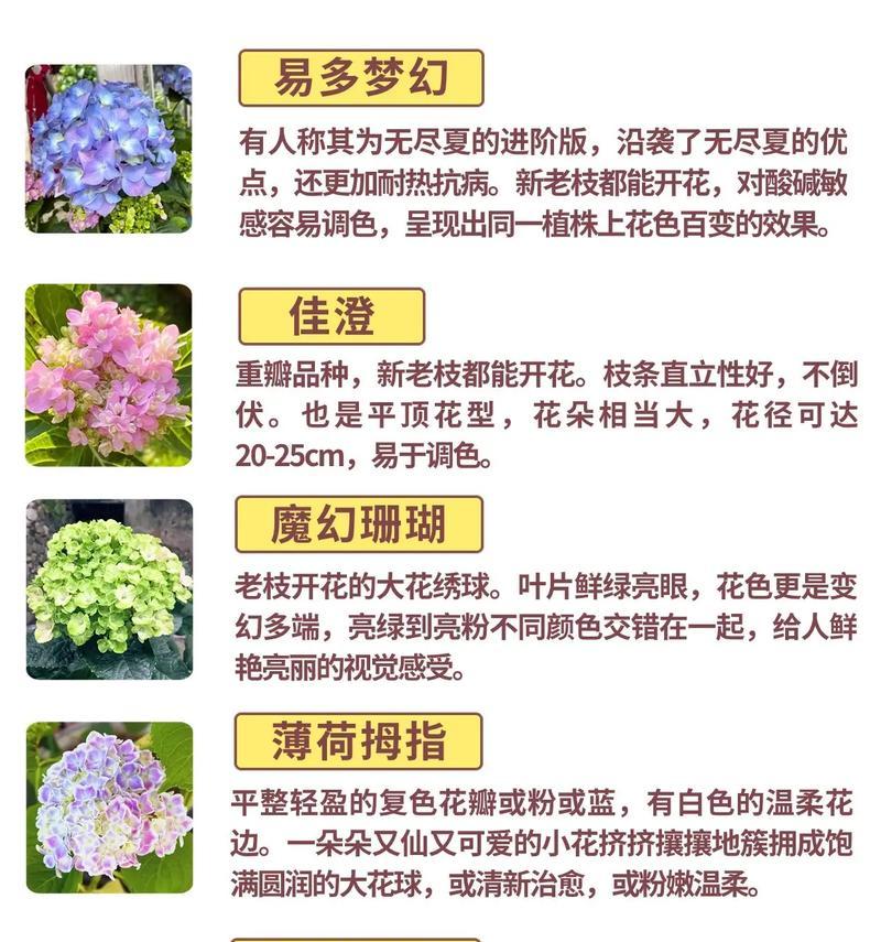 绣球花的养护方法和注意事项是什么？