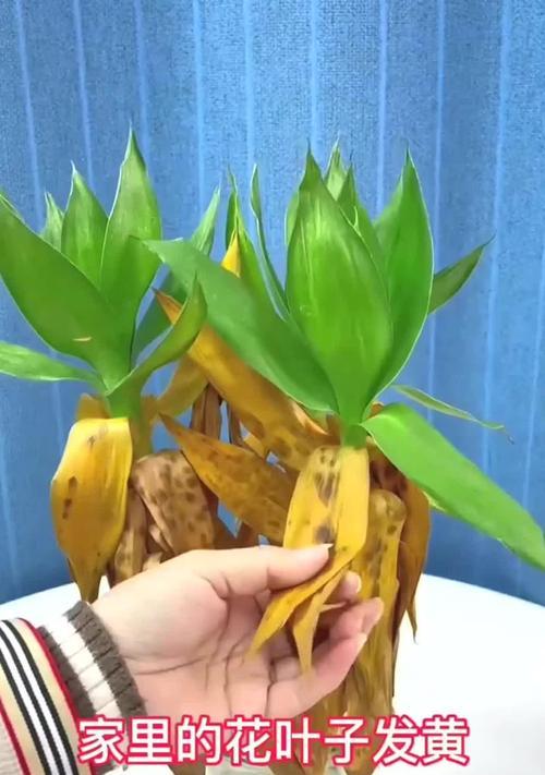 花叶子发黄是什么原因？如何预防和解决？