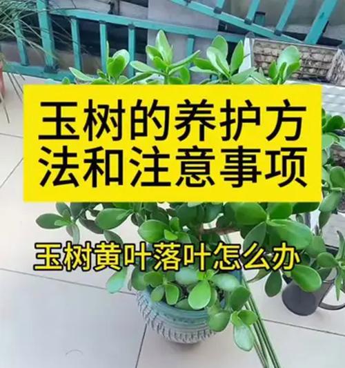 玉树叶子软化是什么原因？如何解决？
