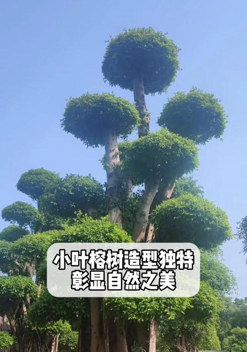 榕树造型有哪些技巧？如何让榕树更具有观赏性？