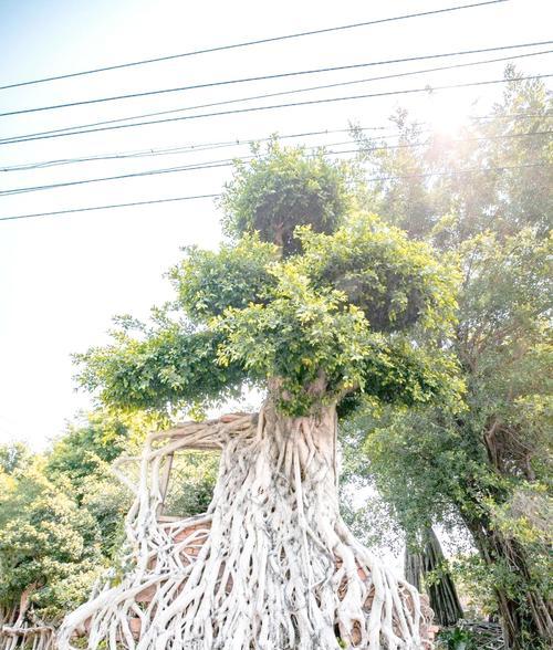 榕树造型有哪些技巧？如何让榕树更具有观赏性？