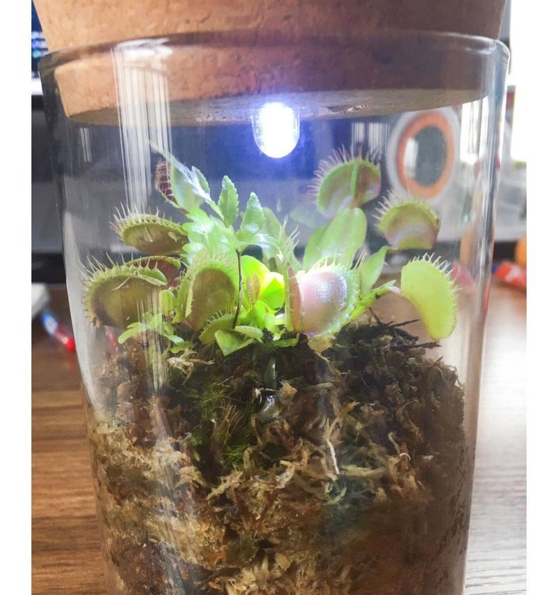 食蝇草的养殖要点是什么？