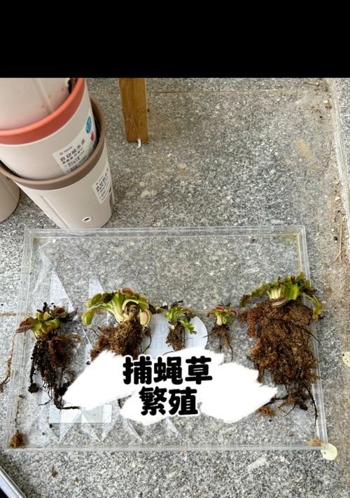 食蝇草的养殖要点是什么？