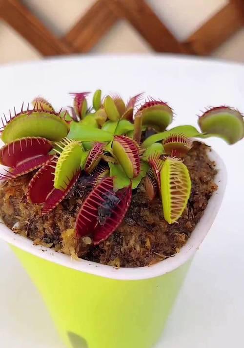 食蝇草的养殖要点是什么？