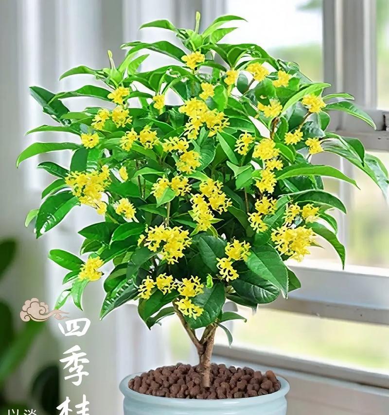 红桂花的开花时间是什么时候？如何促进开花？