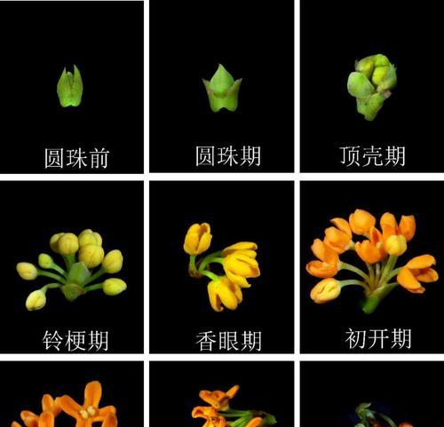 红桂花的开花时间是什么时候？如何促进开花？
