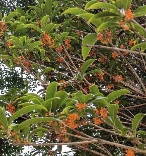 红桂花的开花时间是什么时候？如何促进开花？