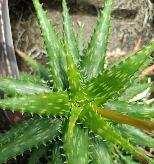 室内耐旱盆栽植物有哪些？如何选择适合干旱环境的植物？
