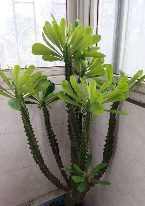 室内耐旱盆栽植物有哪些？如何选择适合干旱环境的植物？