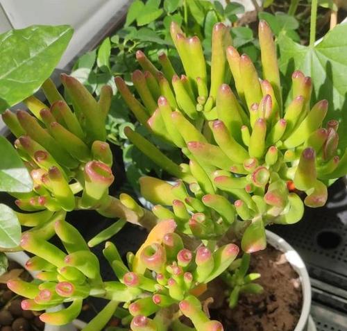 室内耐旱盆栽植物有哪些？如何选择适合干旱环境的植物？