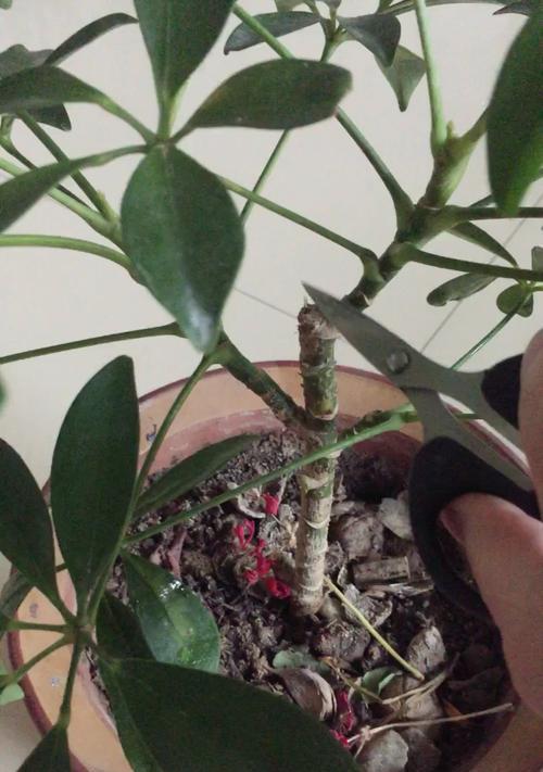 鹅掌柴修剪技巧有哪些？如何保持其美观？