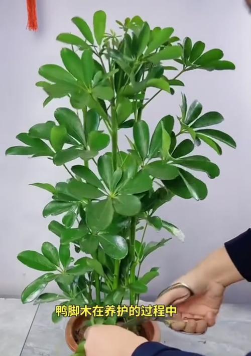 鹅掌柴修剪技巧有哪些？如何保持其美观？