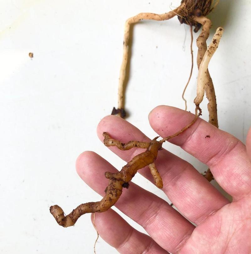 兰花根部腐烂了怎么处理？有哪些有效方法？