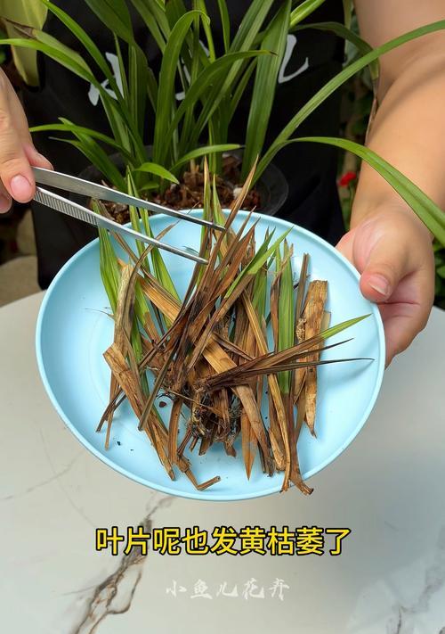 兰花根部腐烂了怎么处理？有哪些有效方法？
