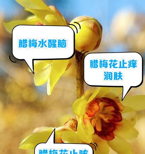 腊梅的养殖方法有哪些？