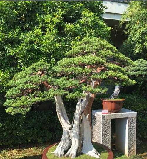 哪种树桩最适合做盆景？选择树桩盆景的技巧是什么？