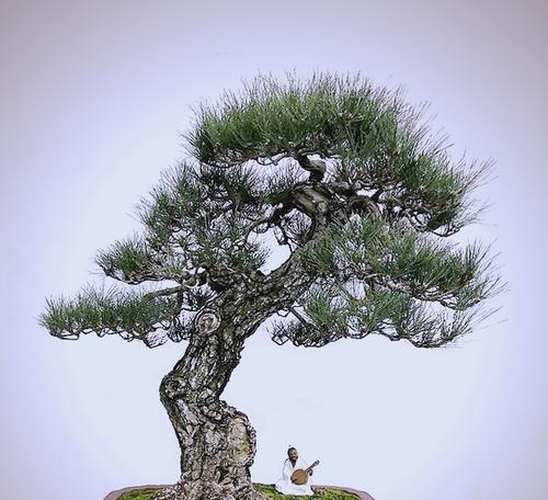 哪种树桩最适合做盆景？选择树桩盆景的技巧是什么？