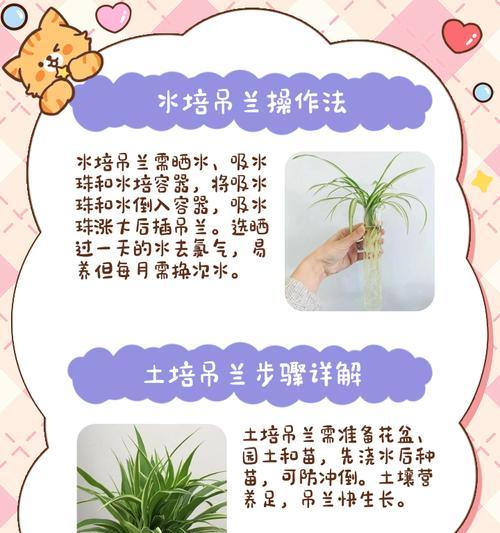 夏季吊兰的养殖方法是什么？如何确保吊兰在夏天的生长？