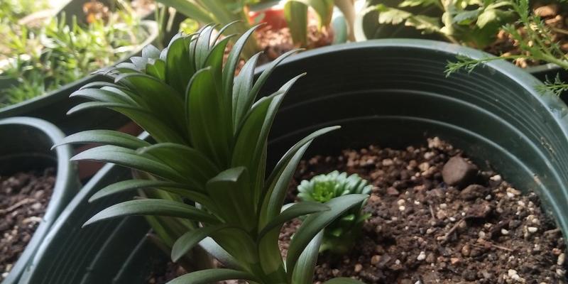 紫藤花籽的种植方法是什么？如何确保种子的高发芽率？