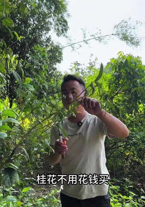 桂花树修剪技巧是什么？如何修枝才能促进生长？