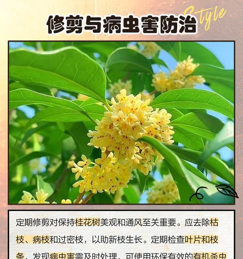 桂花树修剪技巧是什么？如何修枝才能促进生长？