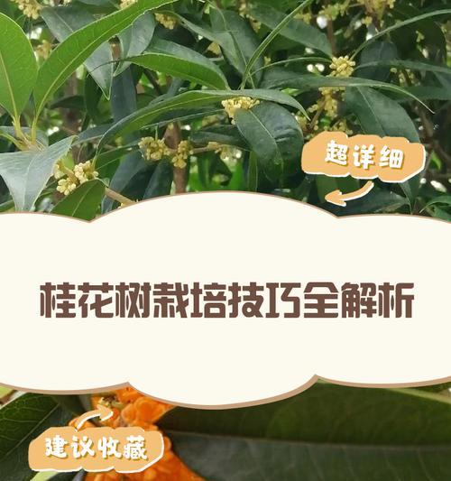 桂花树修剪技巧是什么？如何修枝才能促进生长？