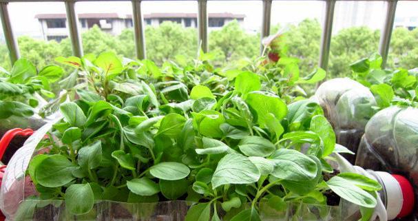 哪些蔬菜盆栽观赏性较高？