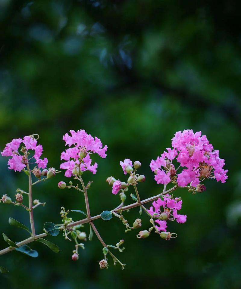 紫薇花是什么样子的？紫薇的花期和养护要点有哪些？
