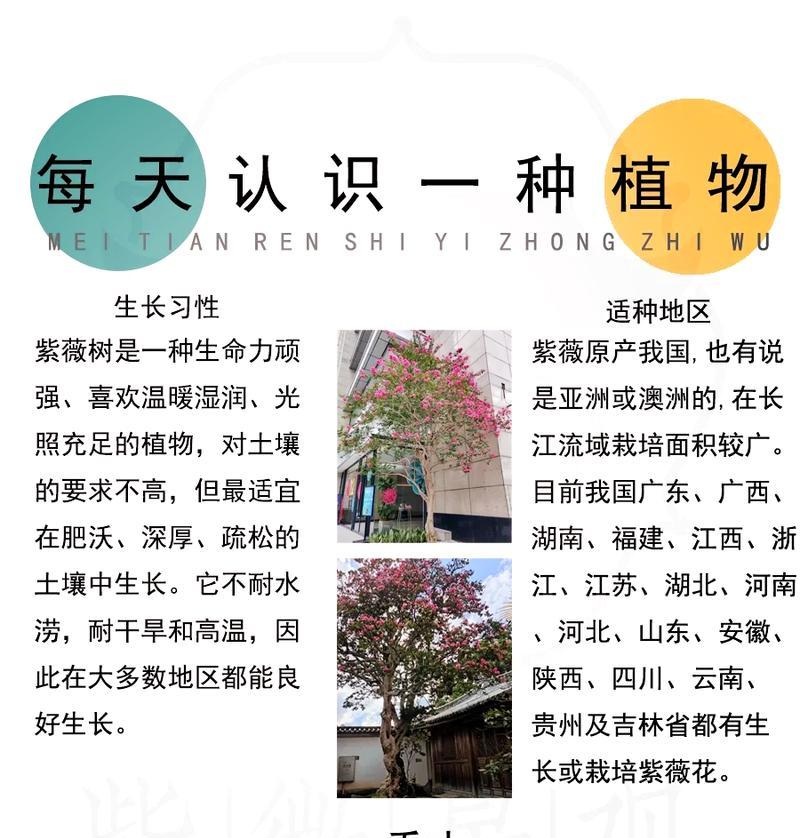 紫薇花是什么样子的？紫薇的花期和养护要点有哪些？