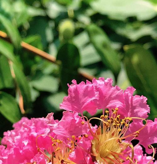 紫薇花是什么样子的？紫薇的花期和养护要点有哪些？