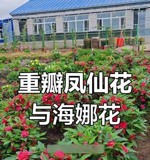 凤仙品种有哪些？凤仙品种的种植技巧是什么？