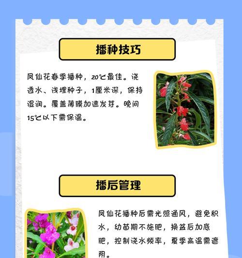 凤仙品种有哪些？凤仙品种的种植技巧是什么？