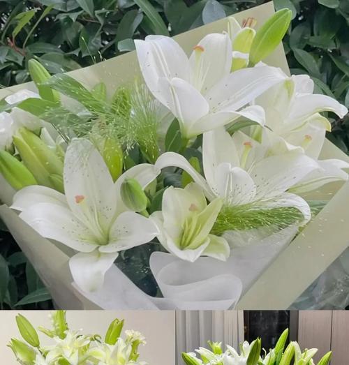 百合如何养殖？百合的养殖方法和常见问题解答？