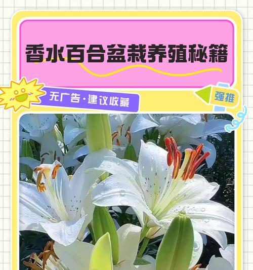 百合如何养殖？百合的养殖方法和常见问题解答？