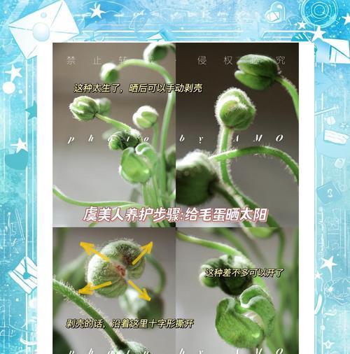 虞美人种子种植步骤是什么？