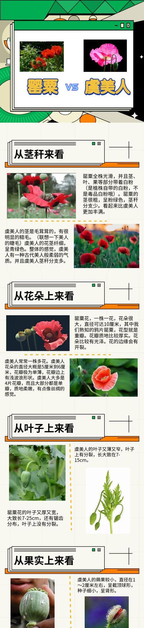 虞美人种子种植步骤是什么？