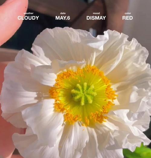 虞美人种子种植步骤是什么？
