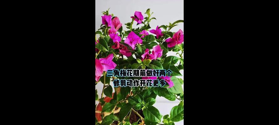 三角梅修剪的最佳时机是什么时候？