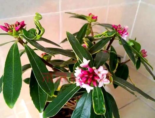 鲜花品种介绍及养护方法？如何延长鲜花寿命？