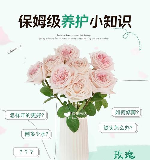 鲜花品种介绍及养护方法？如何延长鲜花寿命？
