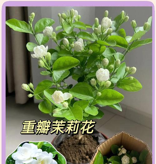 茉莉盆栽挑选技巧有哪些？
